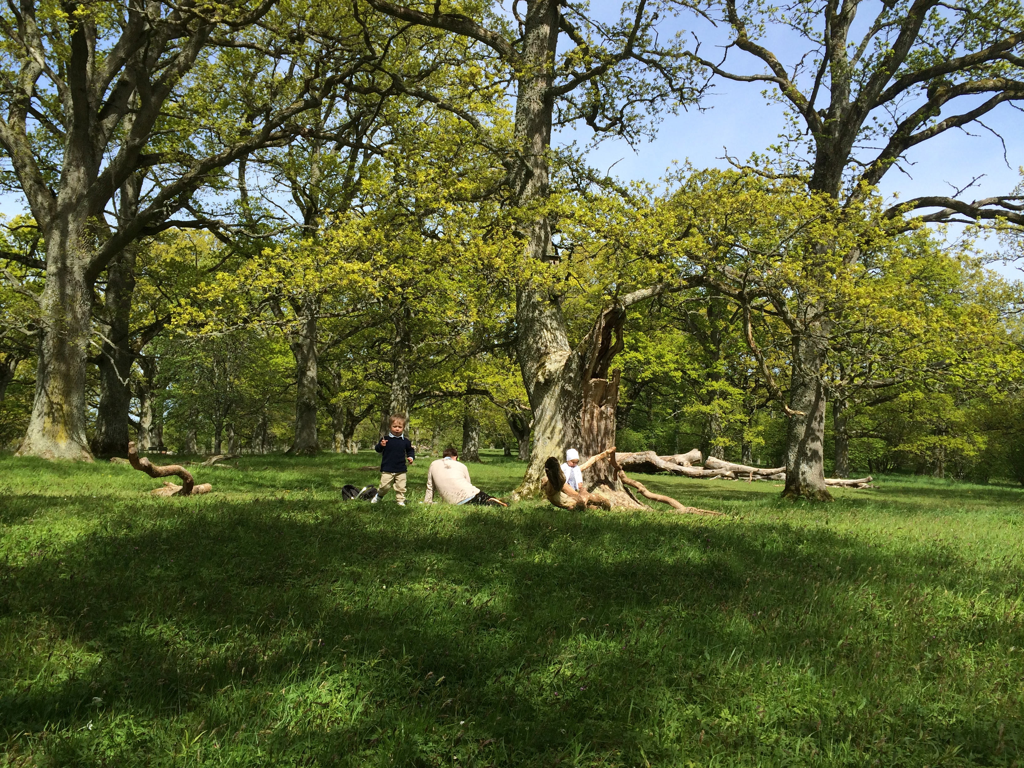 Två små barn och en vuxen man har picknick i grönskande Levene Äng.