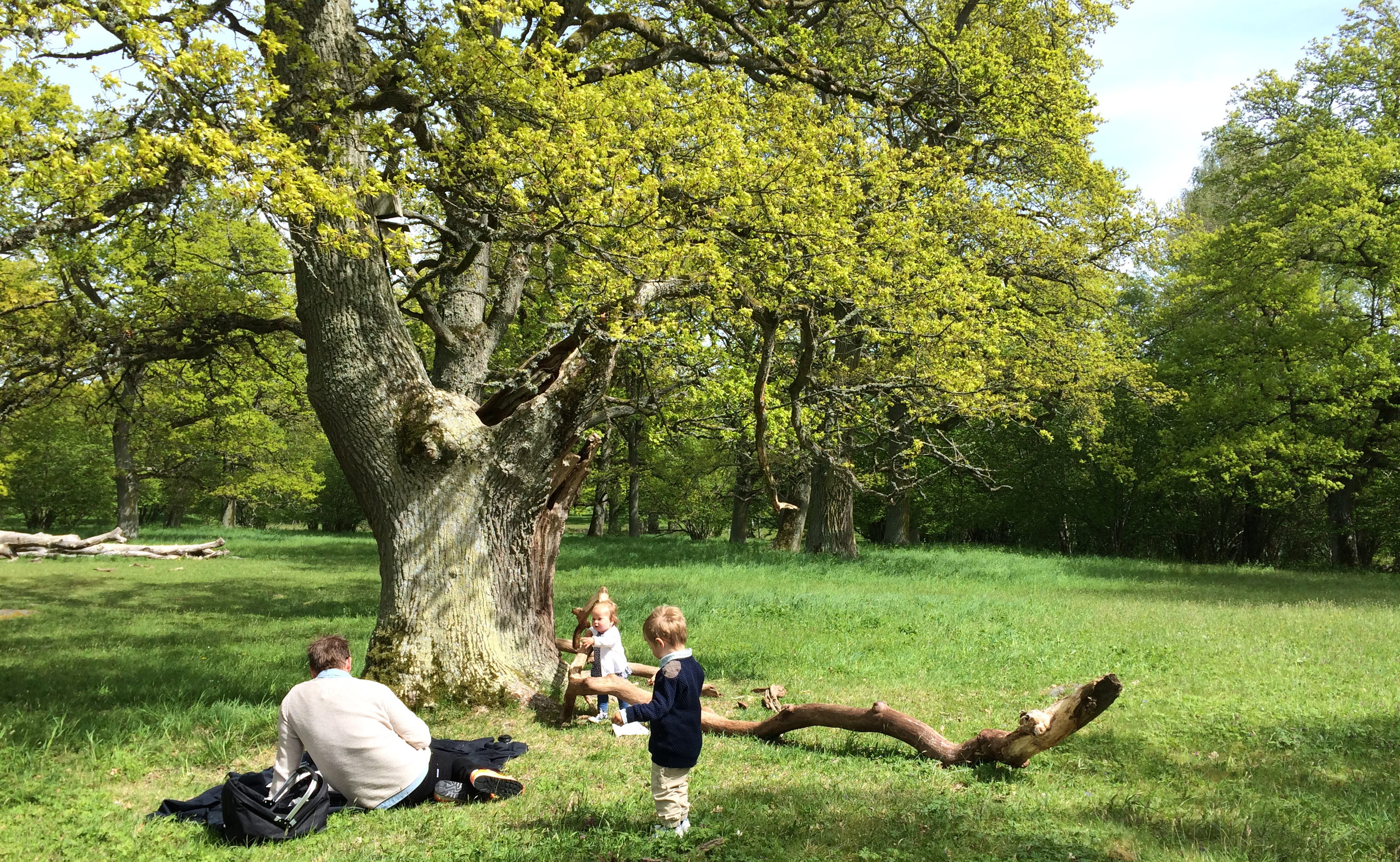 Två små barn och en vuxen man har picknick i grönskande Levene Äng.