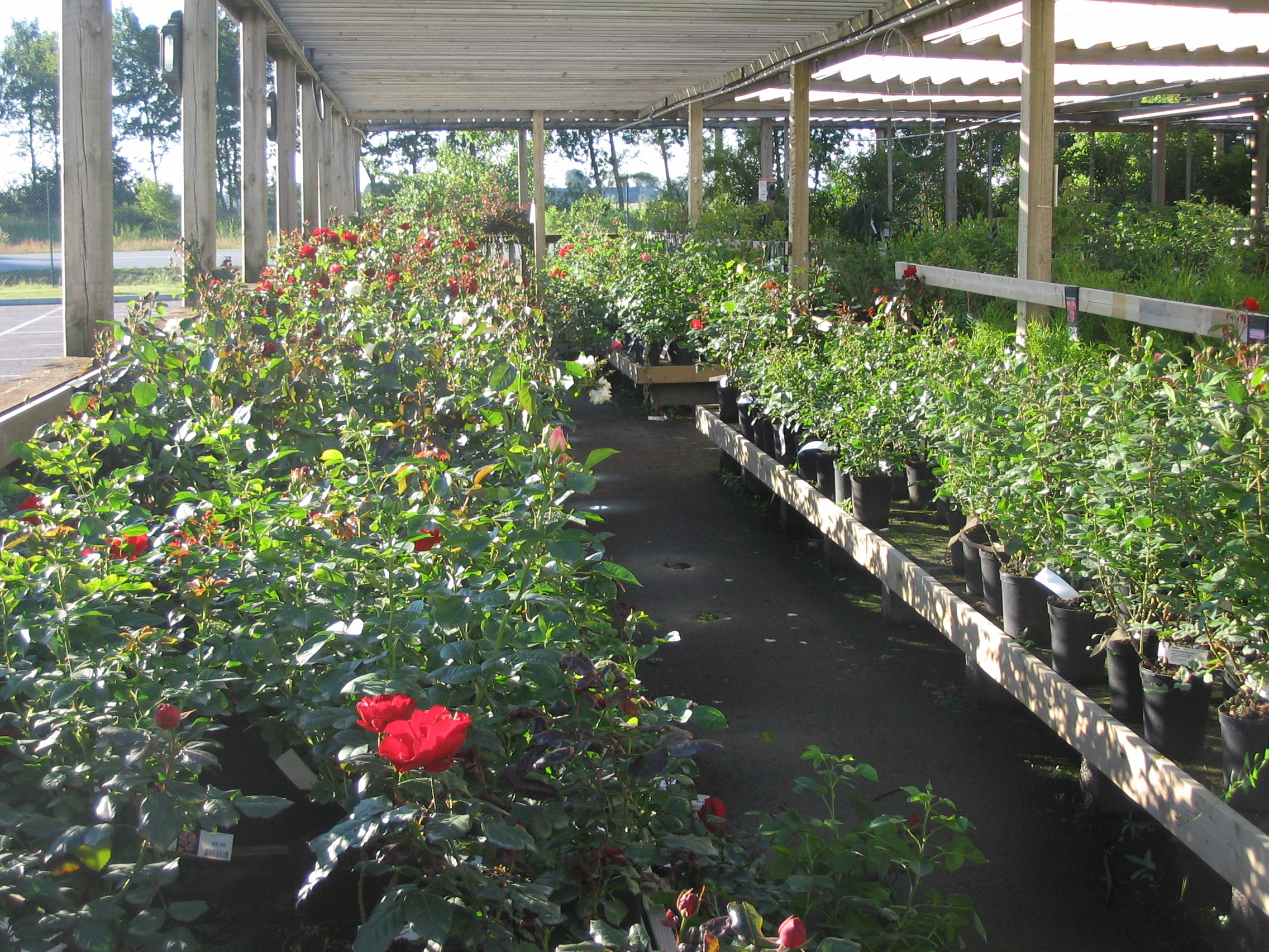 Roséns Blommor