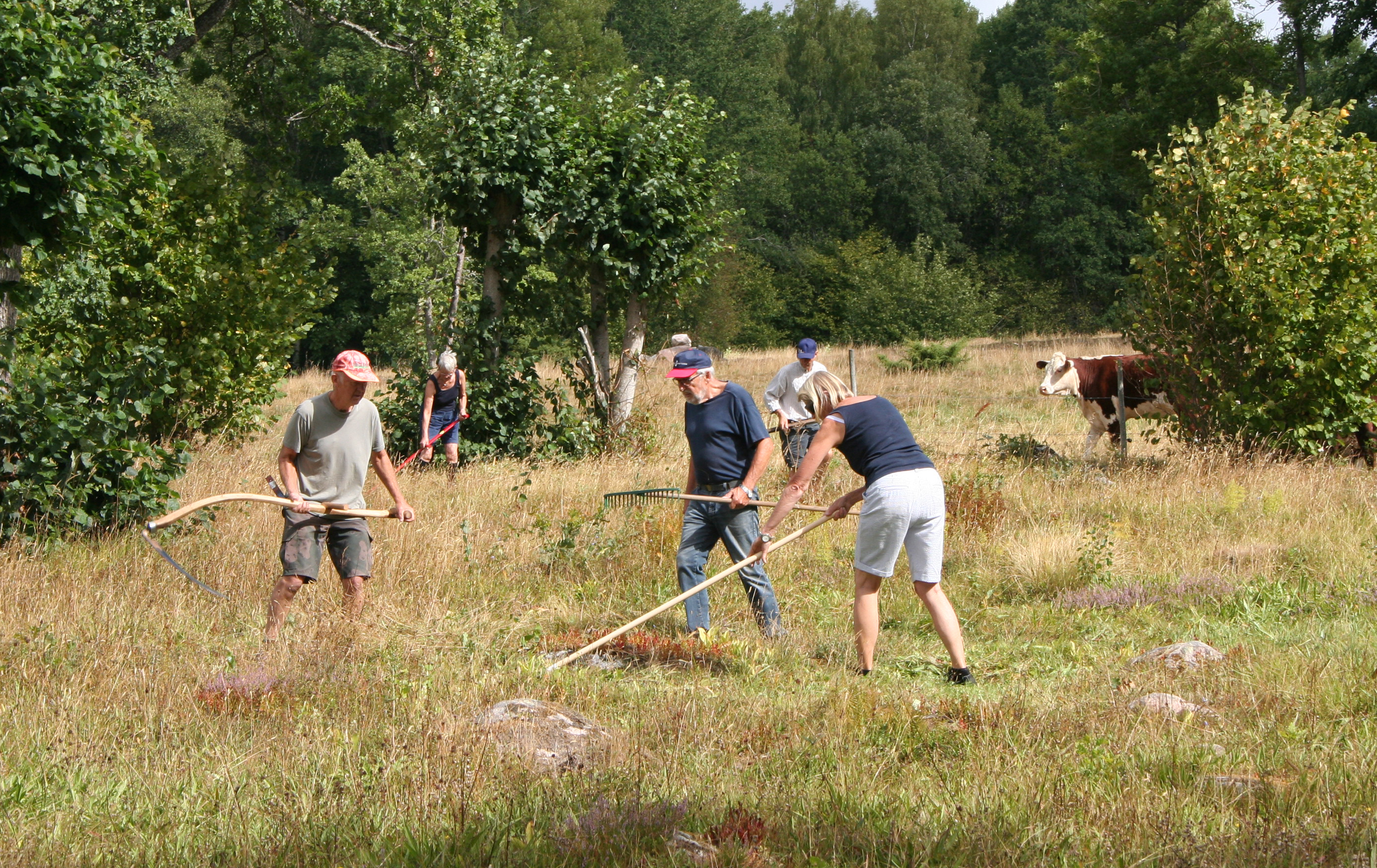 En grupp människor slår med lie på en äng