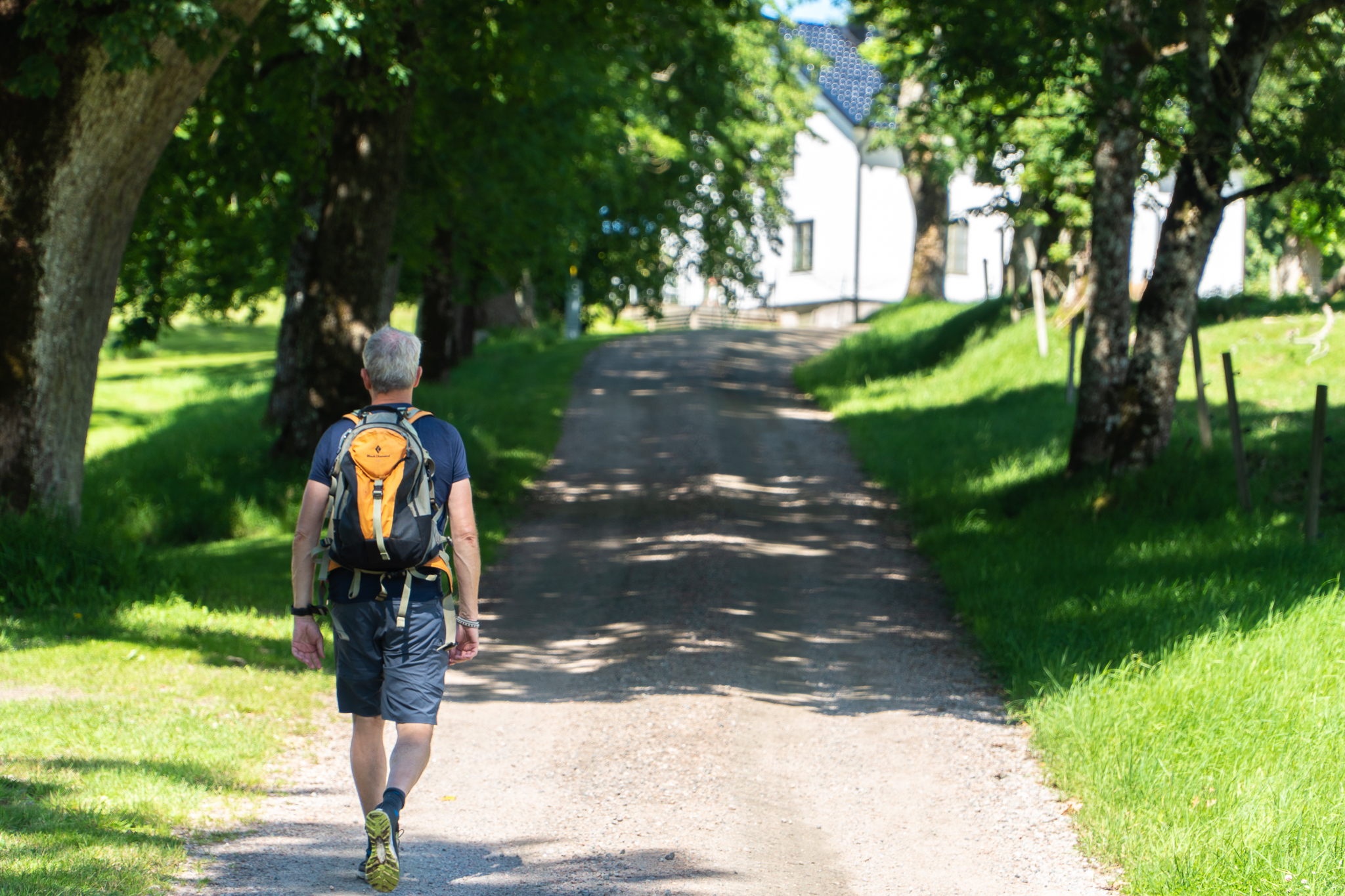 En vandrare längs med en allé i full sommargrönska