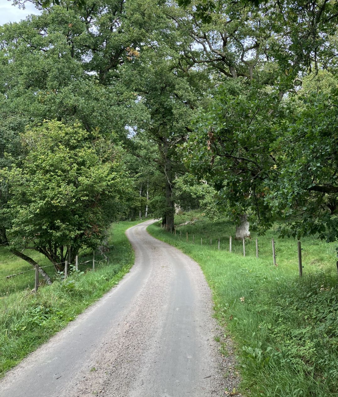 Grusväg mellan ekhagar