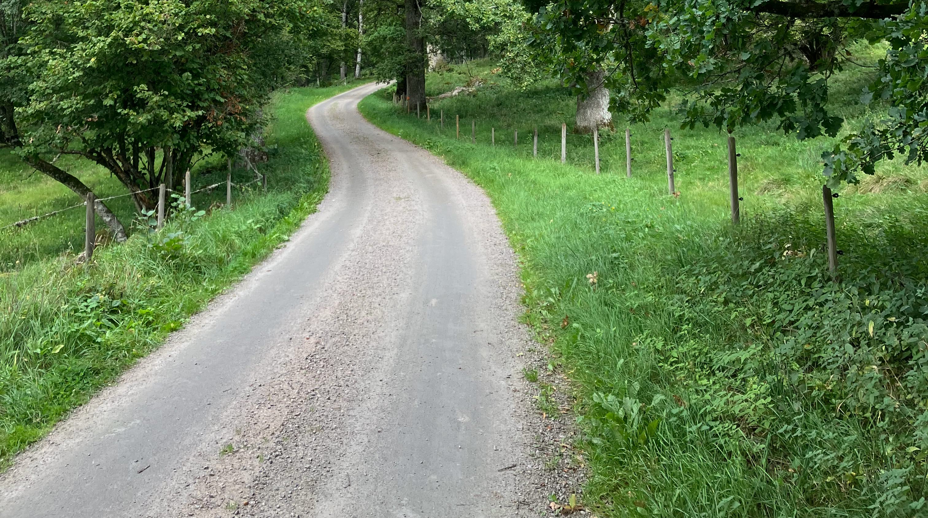 En grusväg slingrar sig fram mellan ekhagar i försommargrönska