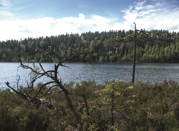 Kednäs naturreservat