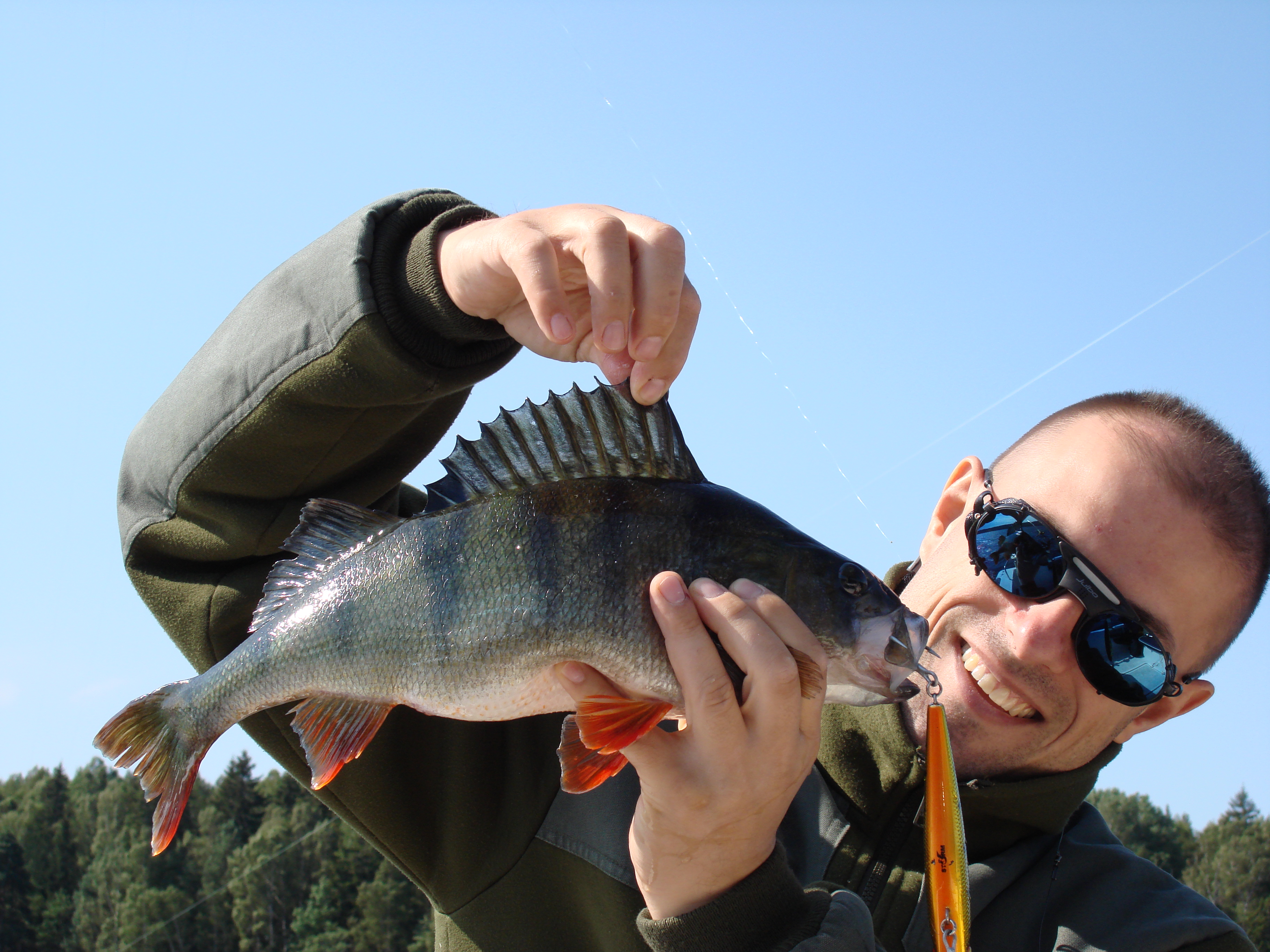 Fiska abborre i Dalsland. 