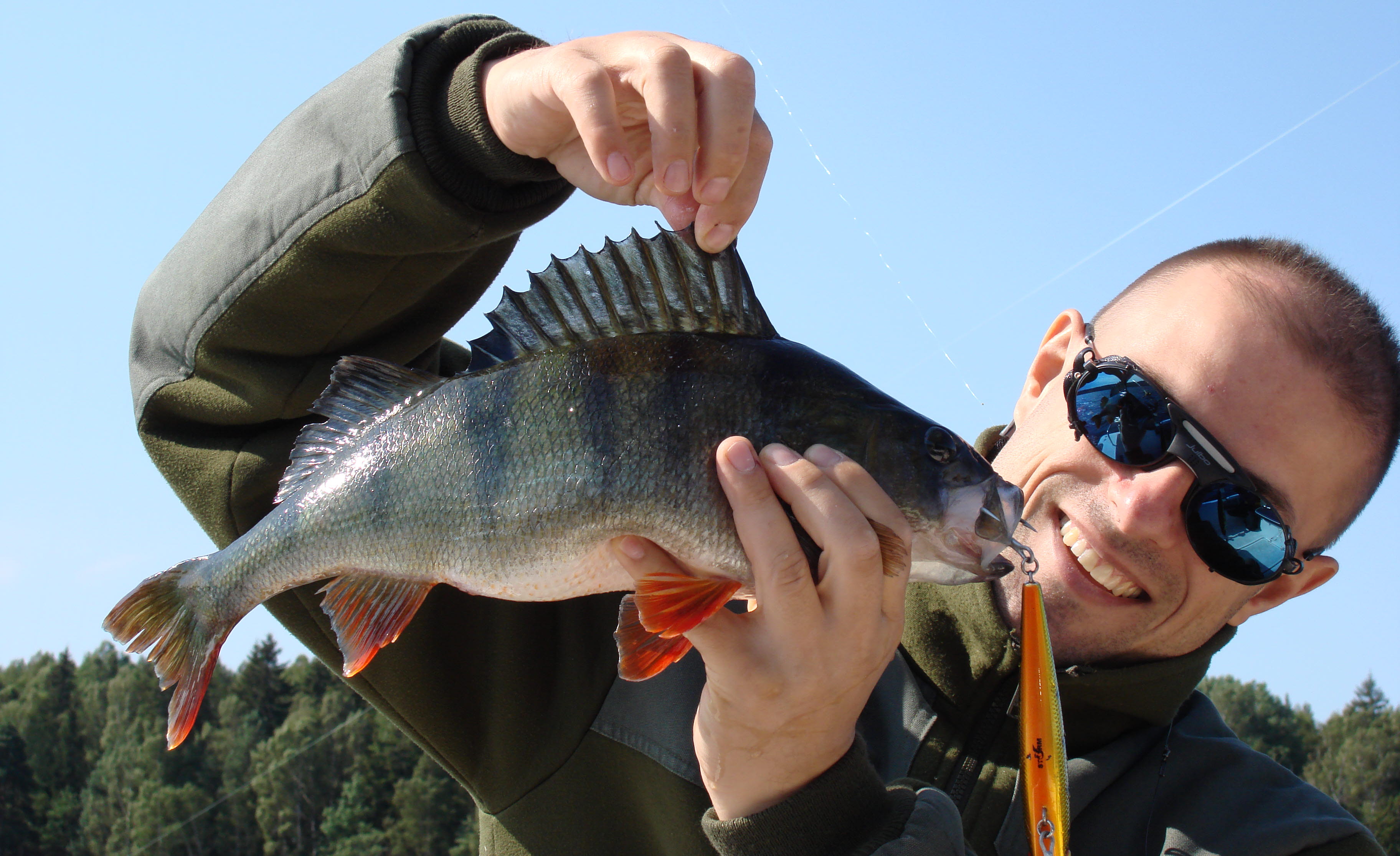 Fiska abborre i Dalsland. 